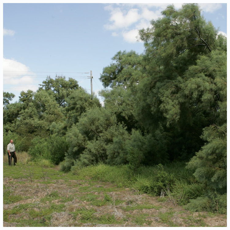 Tall green shrubs with feathery foliage